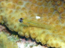 10 Peppermint Goby IMG 3883